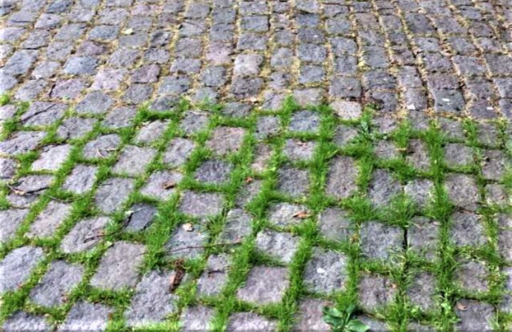Grass has grown up between the cobblestones, where one half is treated with SPUMA, while the other half is treated with traditional hot water. The grass is completely gone between the cobblestones where SPUMA has been used.